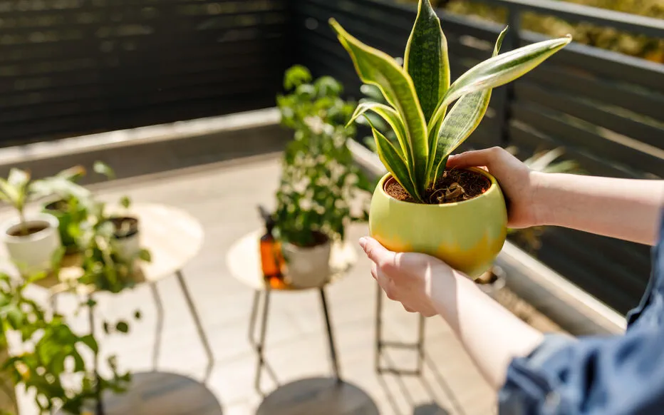 Préparez vos plantes d'intérieur à l'été : conseils pour un climat doux et stable