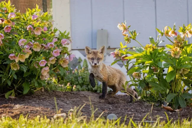 Renards, sangliers et rats : quels sont vos droits et obligations en France ?