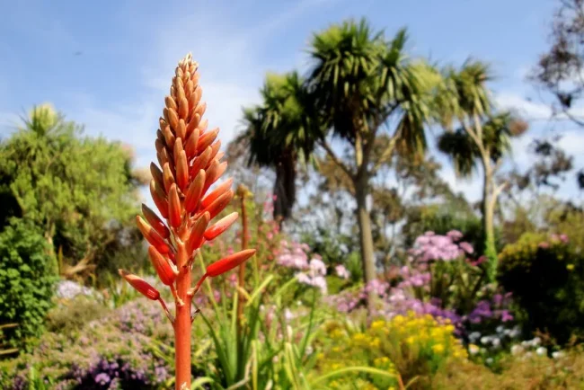 Un paradis botanique à Roscoff : un voyage végétal vers l'hémisphère sud