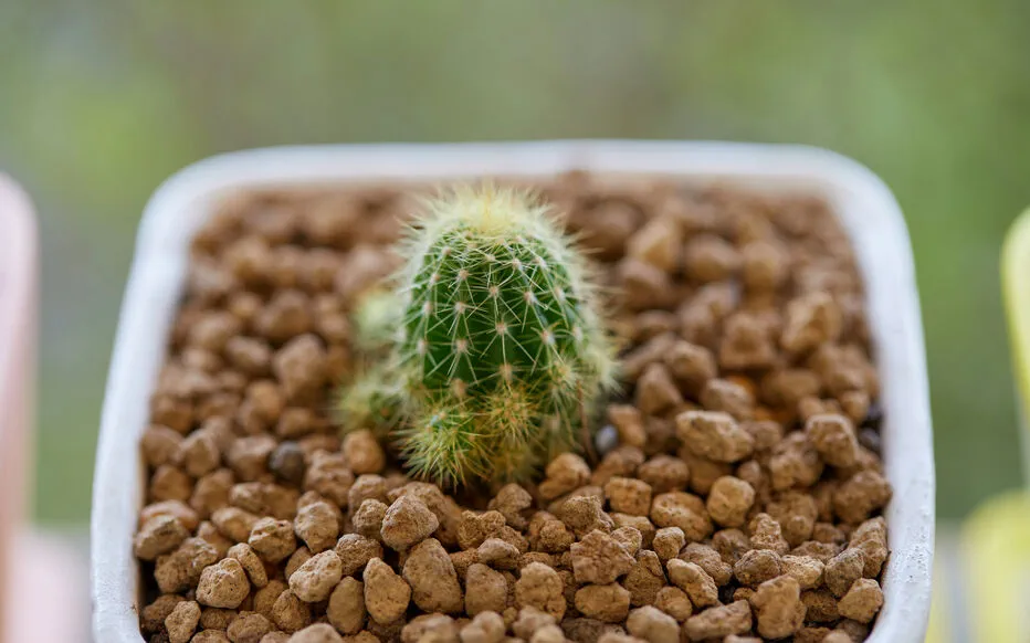 Améliorer le drainage pour une meilleure santé des plantes