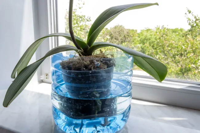 Arrosage innovant : découvrez la technique du bassinage pour des plantes en santé