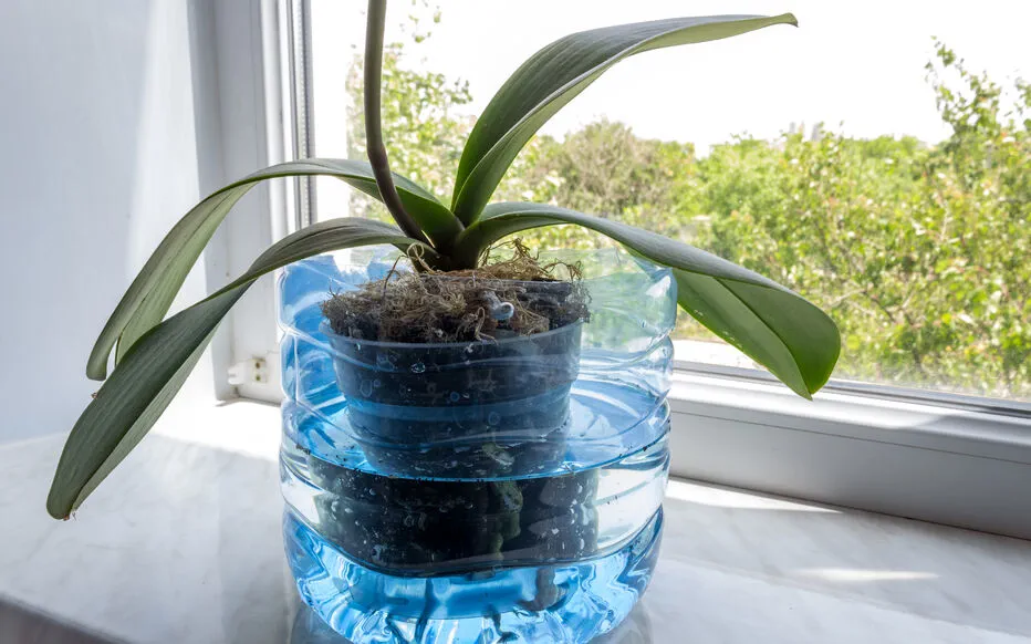 Arrosage innovant : découvrez la technique du bassinage pour des plantes en santé