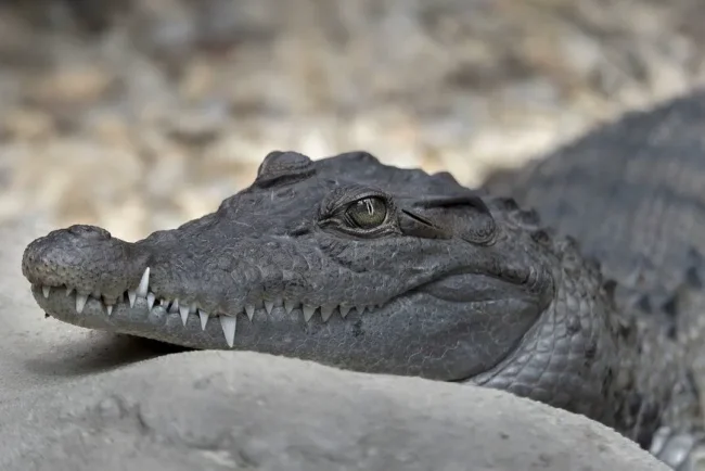 Attaque d'alligator en Floride : une femme attaquée en plein bain