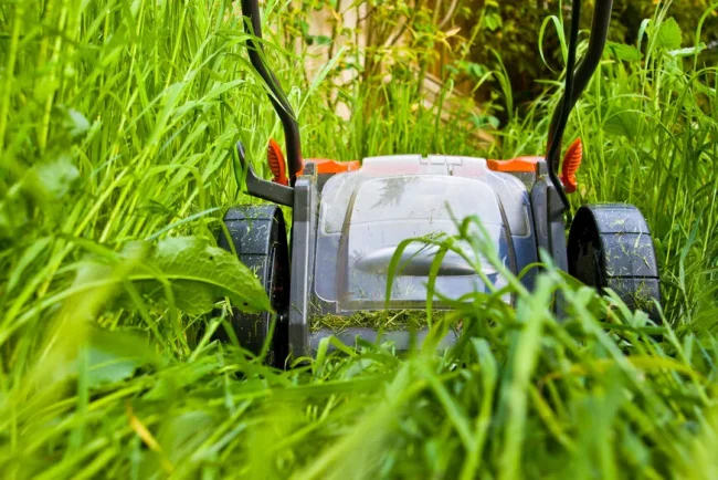 Avoir de l'herbe haute dans votre jardin : vos droits et responsabilités