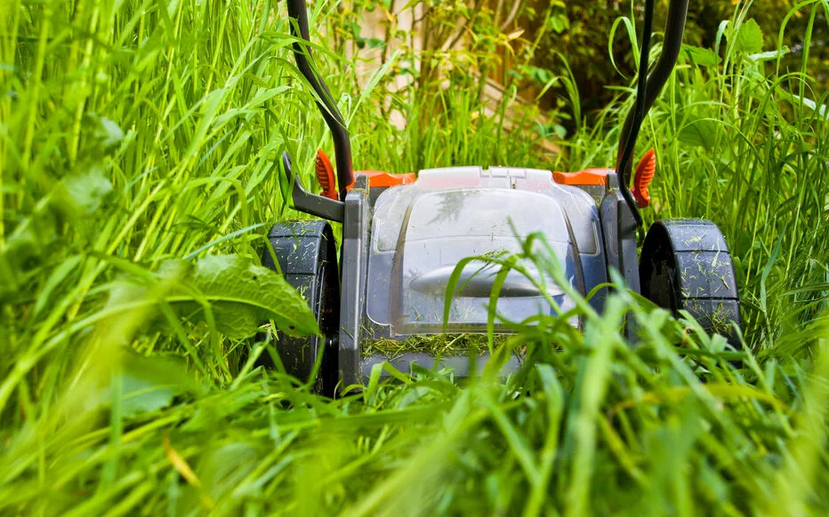 Avoir de l'herbe haute dans votre jardin : vos droits et responsabilités
