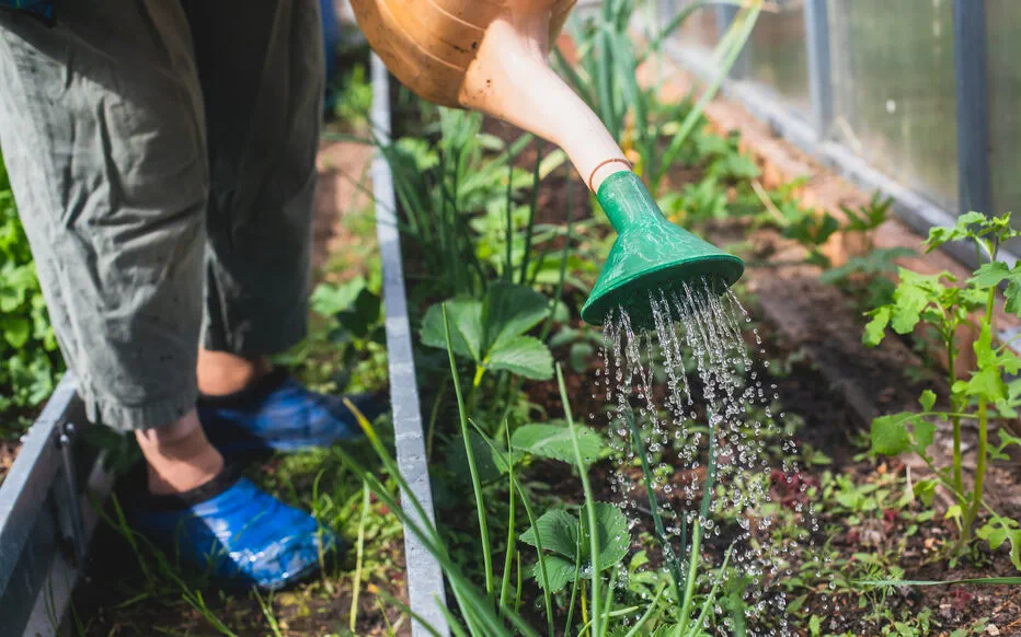 Comment arroser son jardin en été : conseils et astuces pour une bonne imprégnation de l'eau