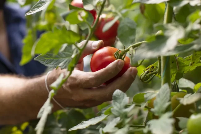 Cultiver des tomates sans produits chimiques : les avantages des purins végétaux