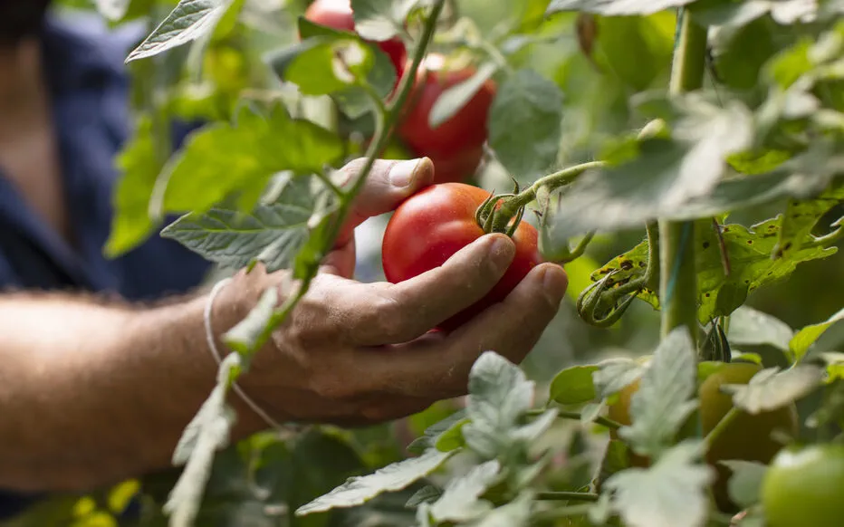 Cultiver des tomates sans produits chimiques : les avantages des purins végétaux