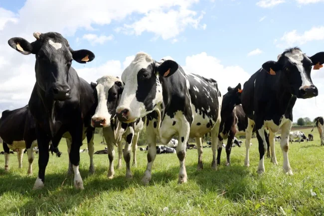 Dermatose nodulaire contagieuse : une propagation inquiétante en France