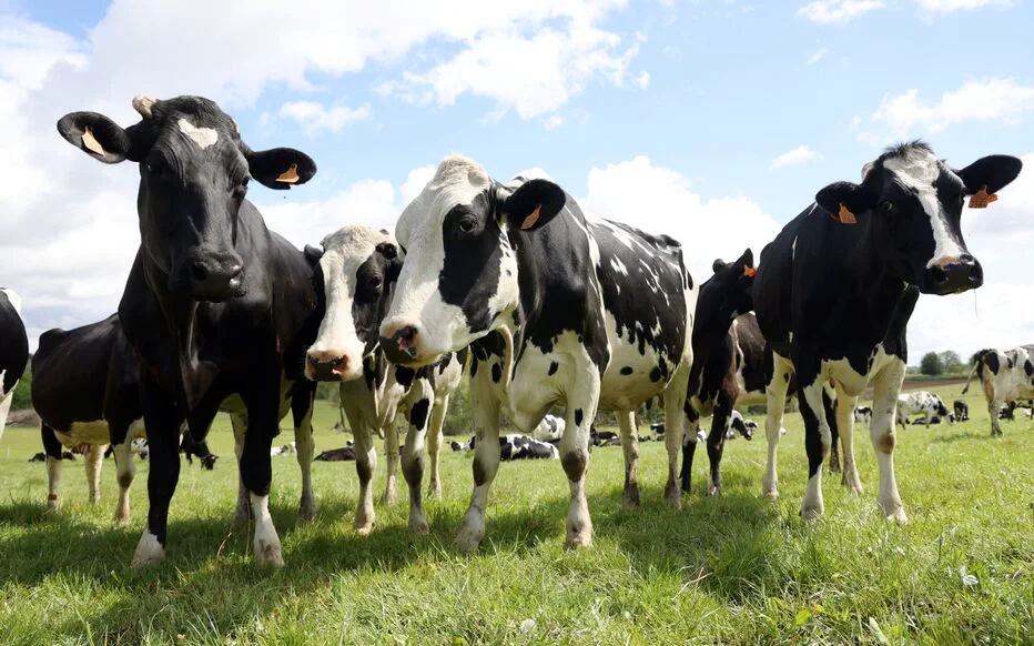 Dermatose nodulaire contagieuse : une propagation inquiétante en France