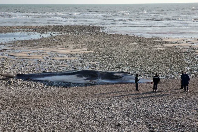 Des baleines échouées au Japon après un puissant séisme dans l'océan Pacifique