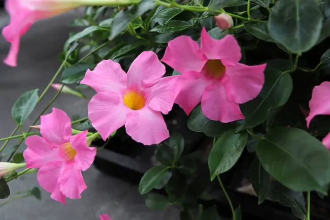 Embaumez votre jardin avec la Diplandenia