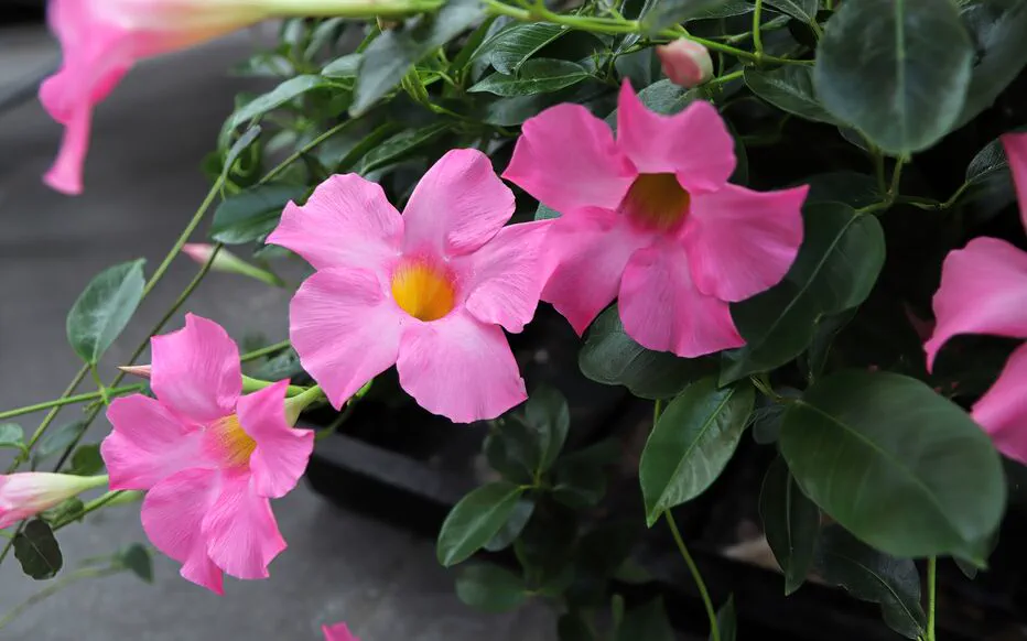Embaumez votre jardin avec la Diplandenia