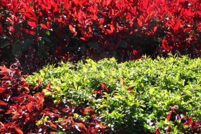 Entretien du Photinia : Secrets d'un Arbre Haie Attrayant