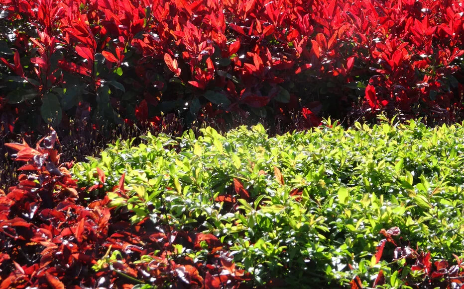 Entretien du Photinia : Secrets d'un Arbre Haie Attrayant