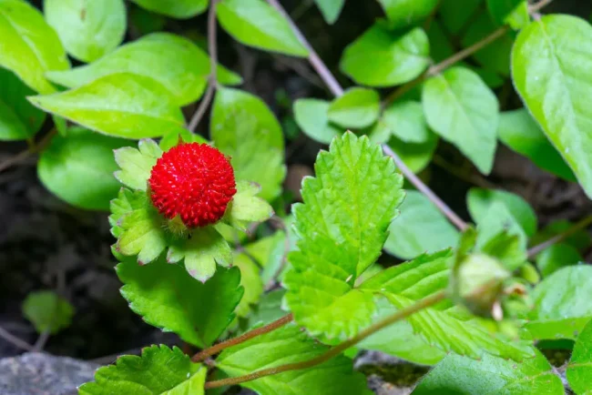 Faux fraisier : ne confondez pas avec la fraise des bois !