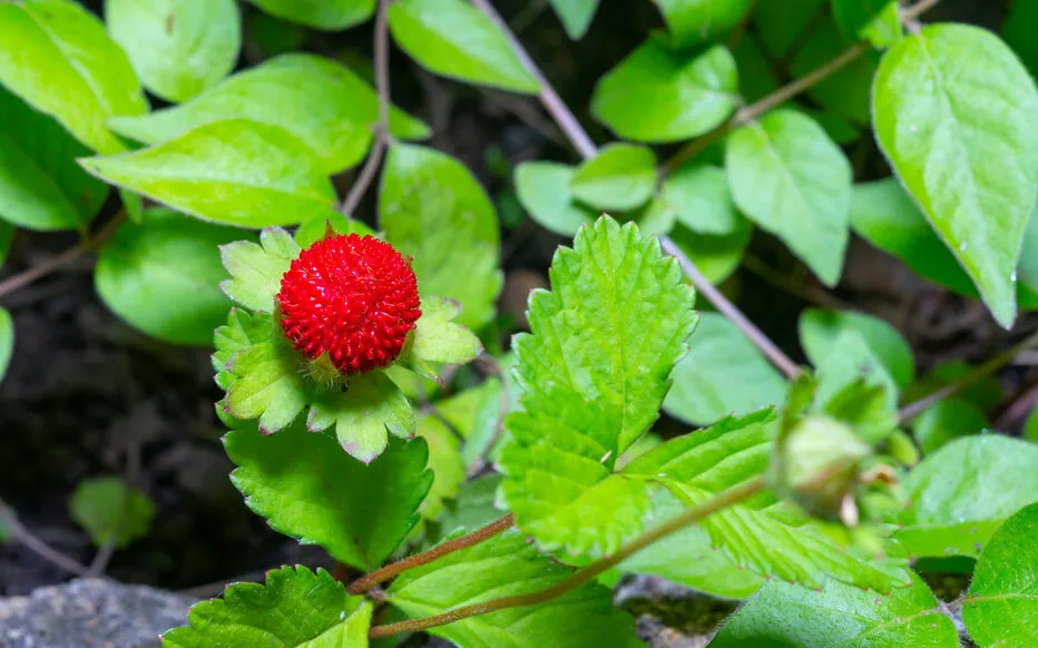 Faux fraisier : ne confondez pas avec la fraise des bois !