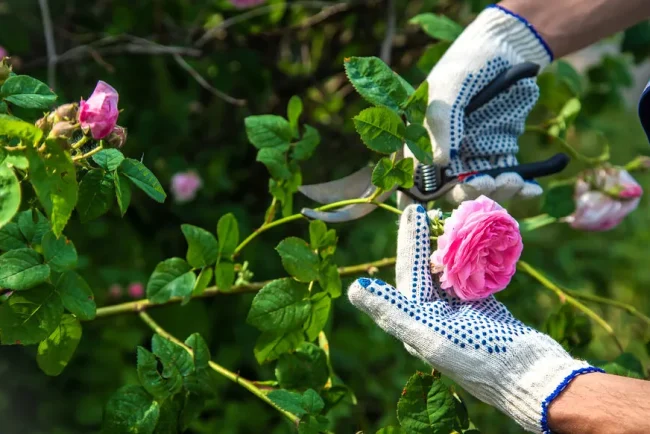 Garder son jardin en bonne santé pendant les vacances
