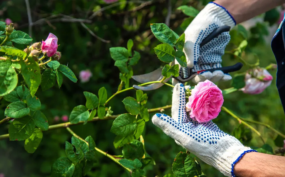 Garder son jardin en bonne santé pendant les vacances