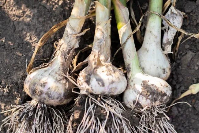 Guide de l'ail : de la culture à la récolte