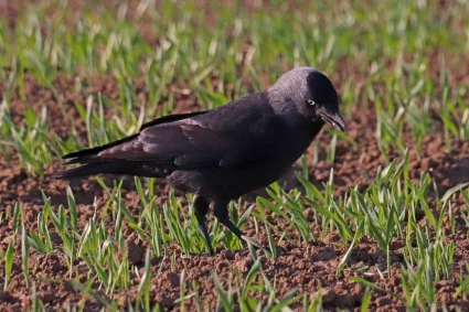 Invasion de choucas : un fléau pour la Bretagne
