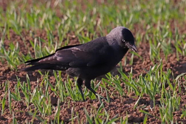 Invasion de choucas : un fléau pour la Bretagne