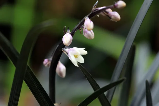 La barbe de serpent : un couvre-sol unique et robuste