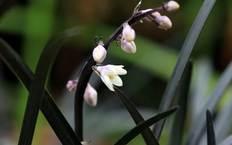 La barbe de serpent : un couvre-sol unique et robuste