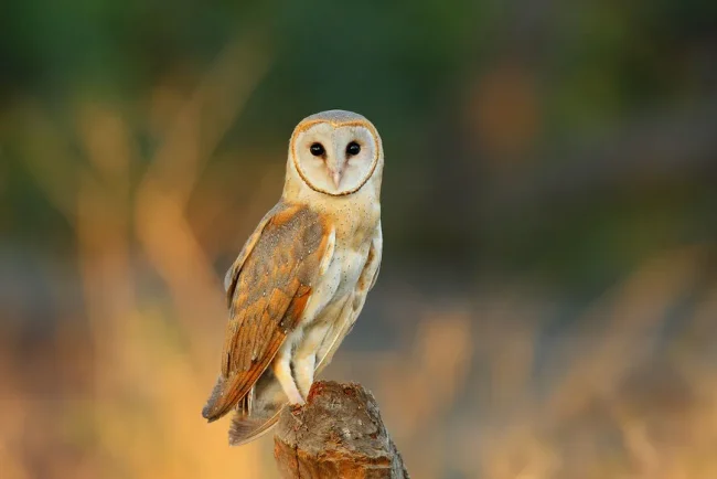 La chouette effraie, entre légende et protection
