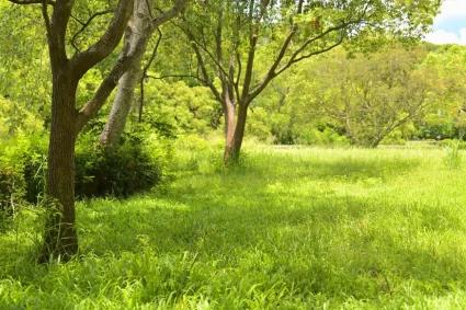 La fauche tardive : une approche durable pour protéger la biodiversité
