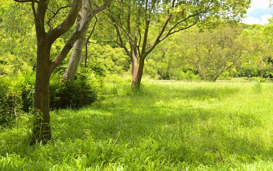 La fauche tardive : une approche durable pour protéger la biodiversité