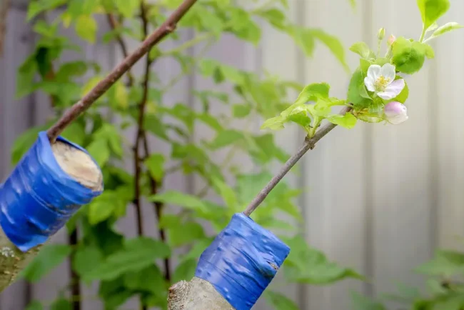 La Greffe en Écusson : Une Méthode Douce pour Propager des Arbres Fruitiers
