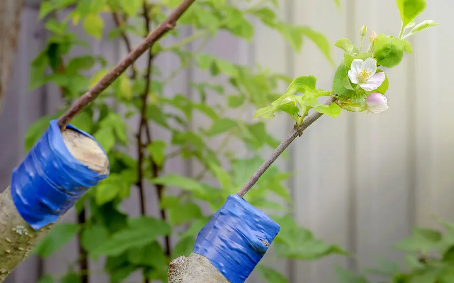 La Greffe en Écusson : Une Méthode Douce pour Propager des Arbres Fruitiers