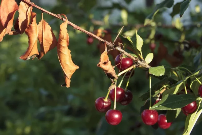 La menace du feu bactérien pour les arbres fruitiers