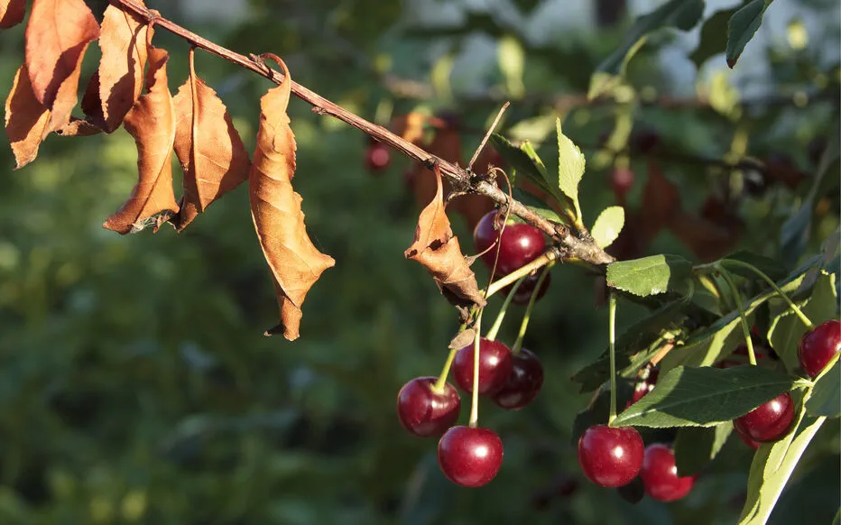 La menace du feu bactérien pour les arbres fruitiers