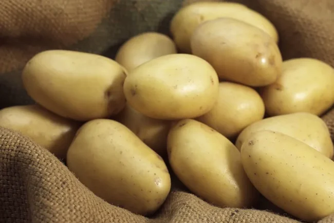 La pomme de terre Monalisa : un choix facile pour les jardiniers