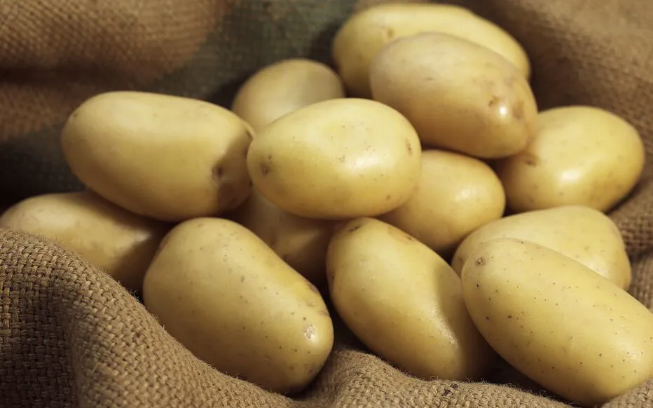 La pomme de terre Monalisa : un choix facile pour les jardiniers