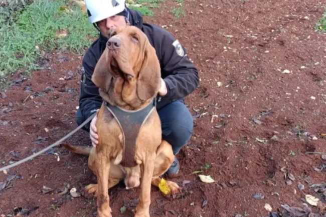 La trágica muerte del famoso perro italiano Bruno conmueve a Italia y al mundo