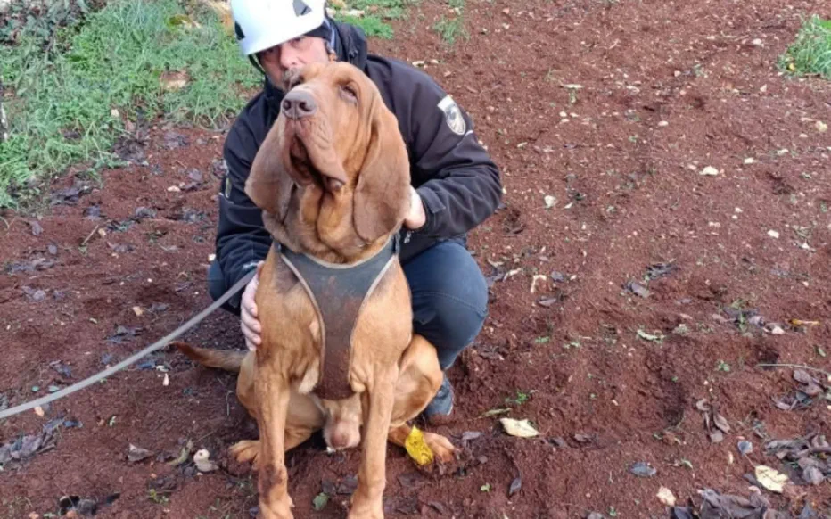 La trágica muerte del famoso perro italiano Bruno conmueve a Italia y al mundo