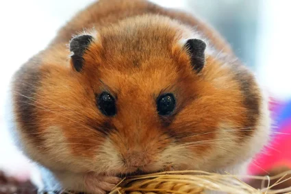 Le Covid-19 peut persister dans le tronc cérébral et affecter négativement l'activité des neurones