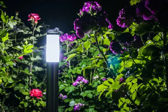 Le Jardin de Nuit : Une Symphonie Envoûtante