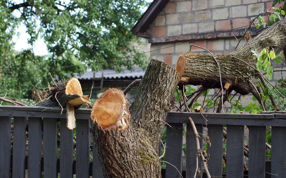 Les dangers de l'été : quand la nature s'invite dans les litiges immobiliers