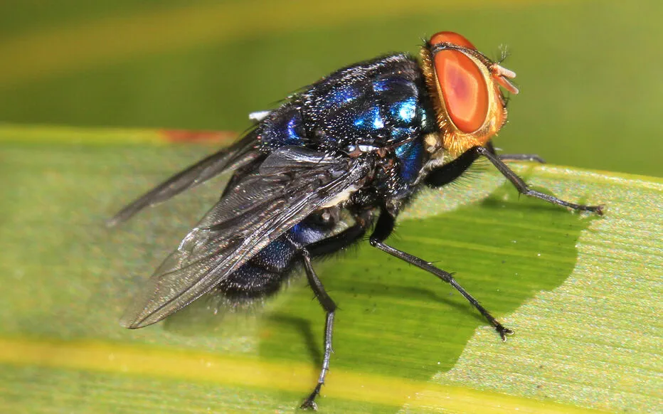 Les États-Unis préparent une offensive de mouches contre les larves « mangeuses de chair »