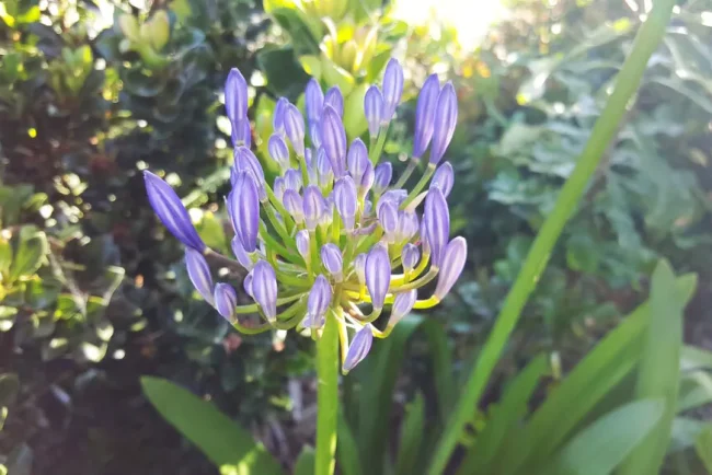 Les mystères de l'agapanthe : comprendre pourquoi elles ne refleurissent pas