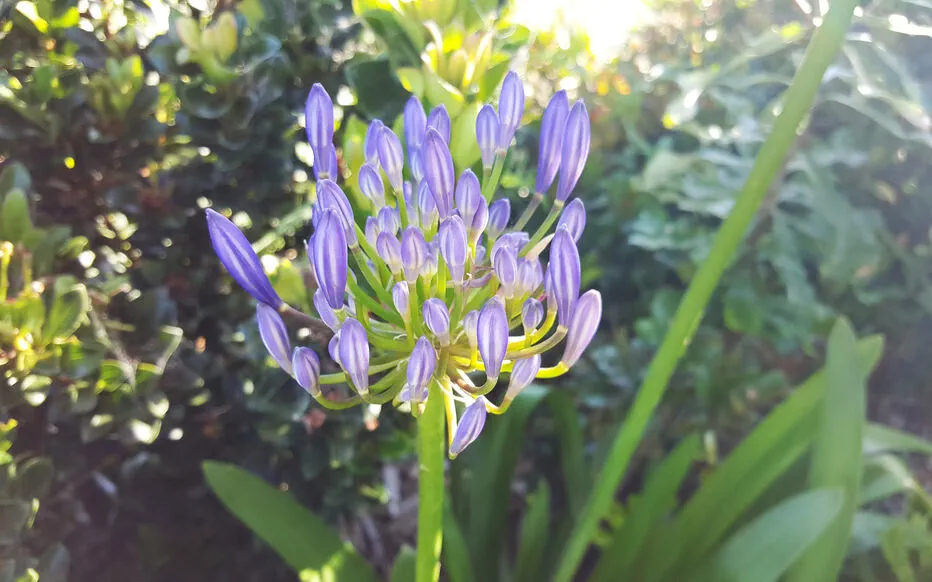 Les mystères de l'agapanthe : comprendre pourquoi elles ne refleurissent pas