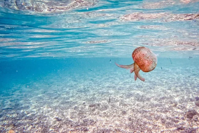 Les physalies invistent sur la côte basque