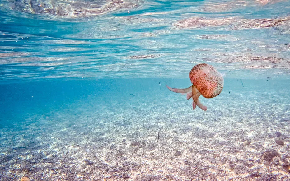 Les physalies invistent sur la côte basque