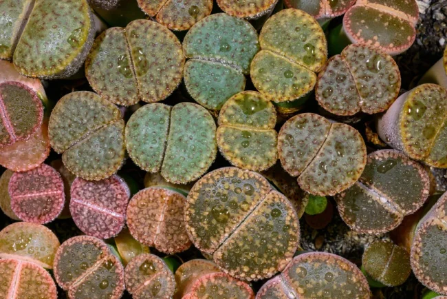 Les plantes d'intérieur : une surprenante fusion de la nature et de l'art