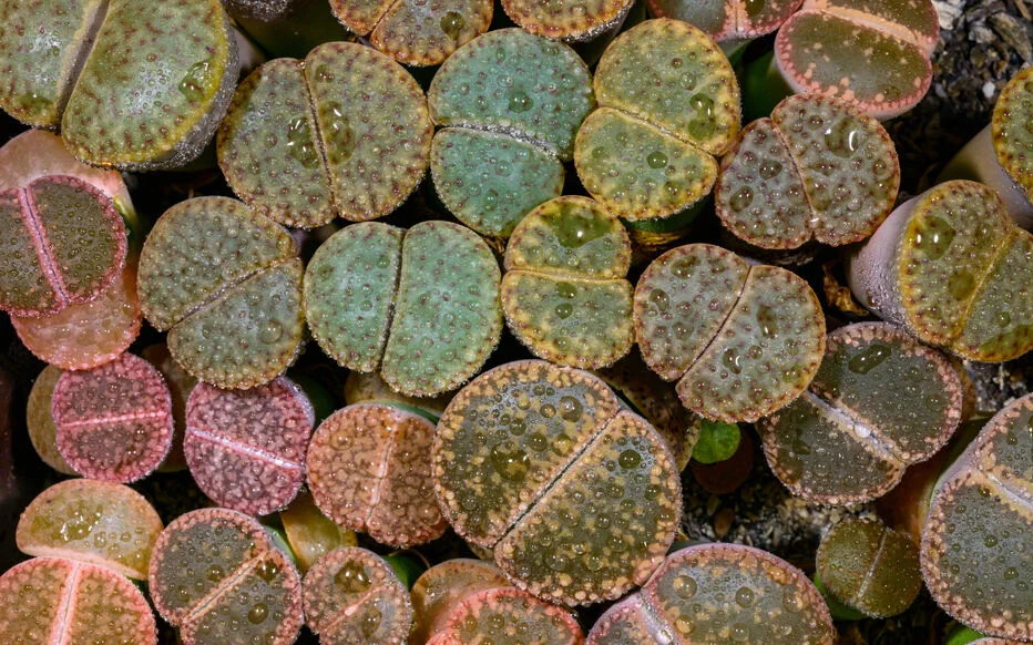 Les plantes d'intérieur : une surprenante fusion de la nature et de l'art