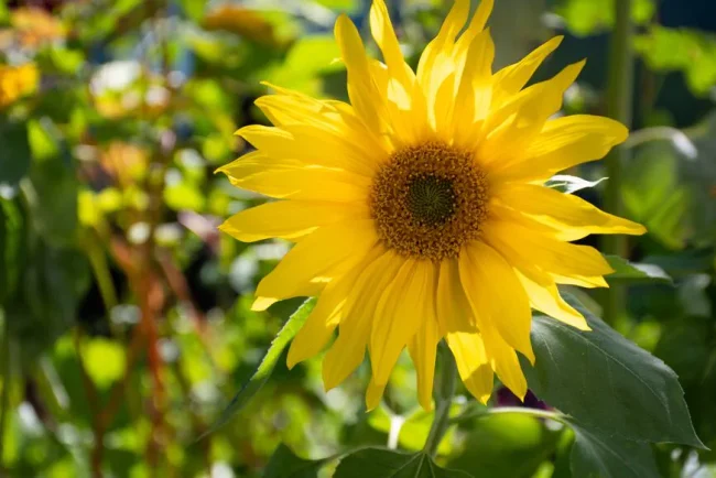 Les plantes grimpantes, un parasol naturel pour protéger les cultures de la chaleur